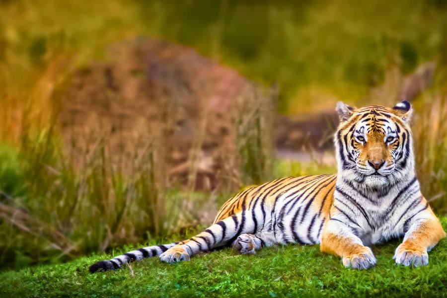 Golden triangle tour with Ranthambore Tiger Safari 4 Days